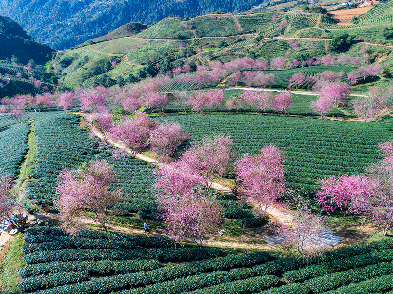 Sapa tea hill with Mai anh dao blossom when spring comes
